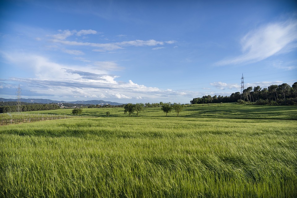 En ma terra del Vallès