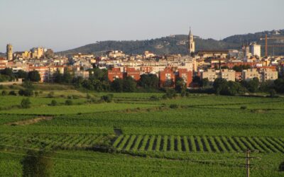 Rioja versus Penedès